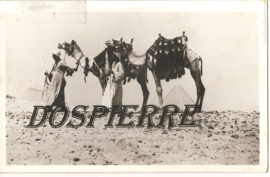 Postais: POSTAL-FOTO, EGIPTO, PIR&Aacute;MIDES Y CAMELLOS, ANTIGUA, SIN EDITOR, SIN CIRCULAR
