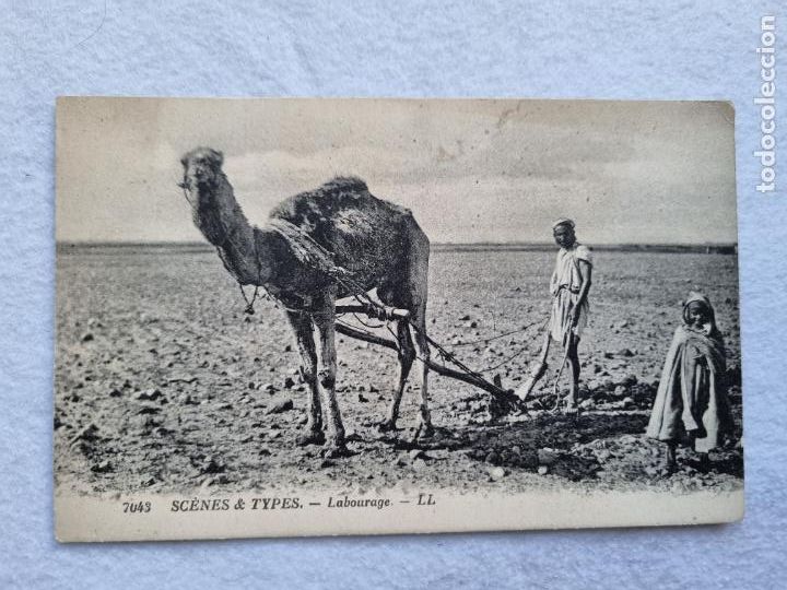 Postales: SCENES & TYPES LABOURAGE 7043 TIPISMO CAMELLO CON ARADO - Foto 2