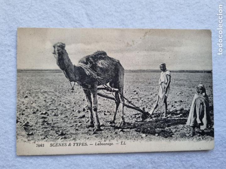 Postales: SCENES & TYPES LABOURAGE 7043 TIPISMO CAMELLO CON ARADO - Foto 1
