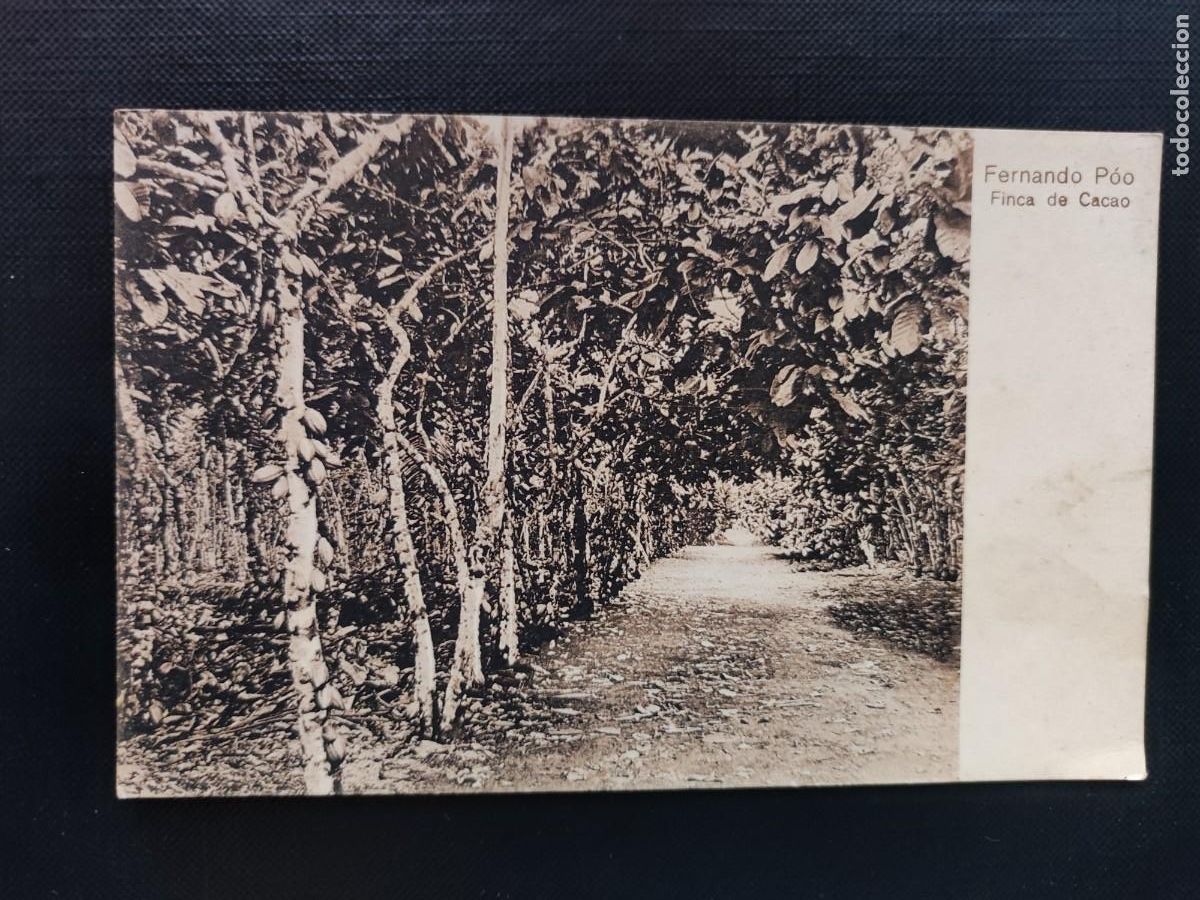 Postales: GUINEA ESPA&Ntilde;OLA. FERNANDO POO. FINCA DE CACAO. SIN CIRCULAR.JJZ
