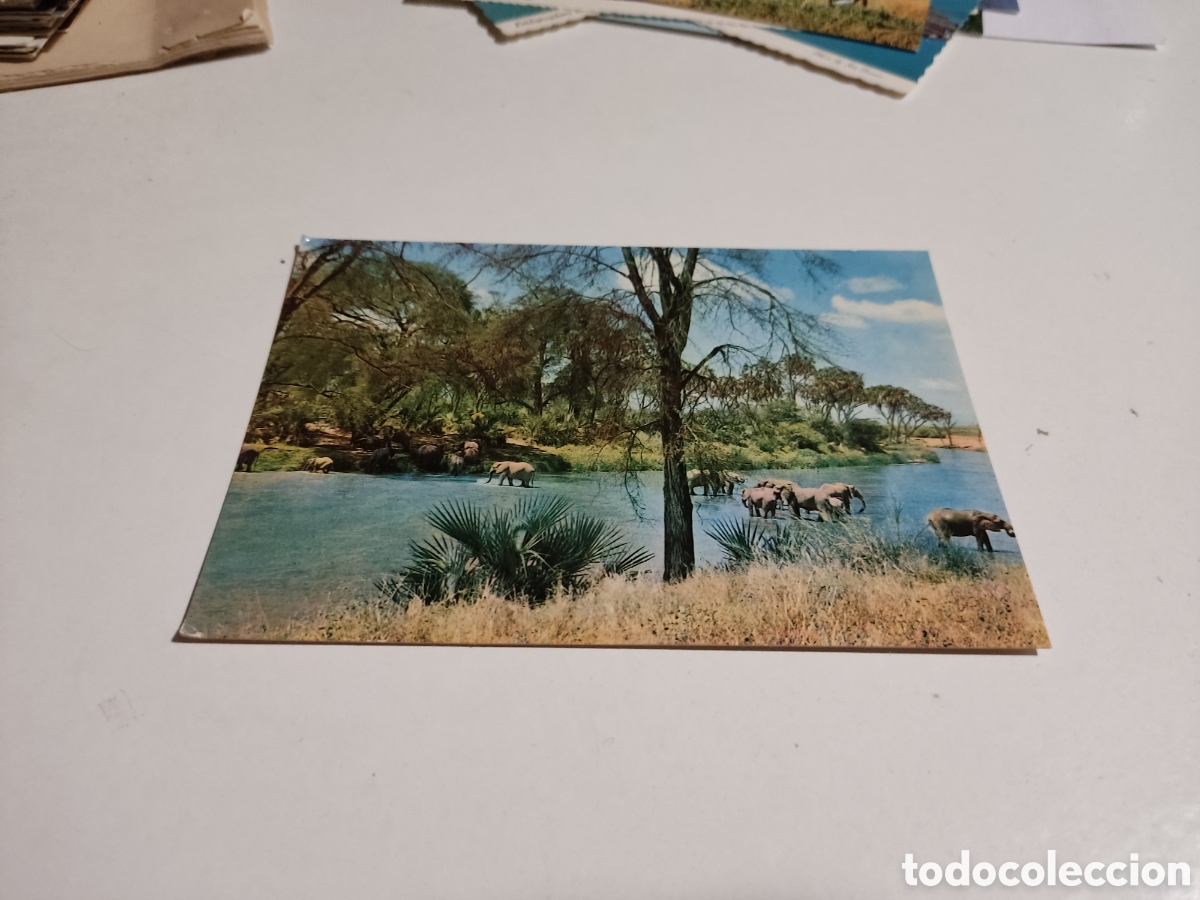 Postales: Postal &Aacute;frica elefantes - Foto 1