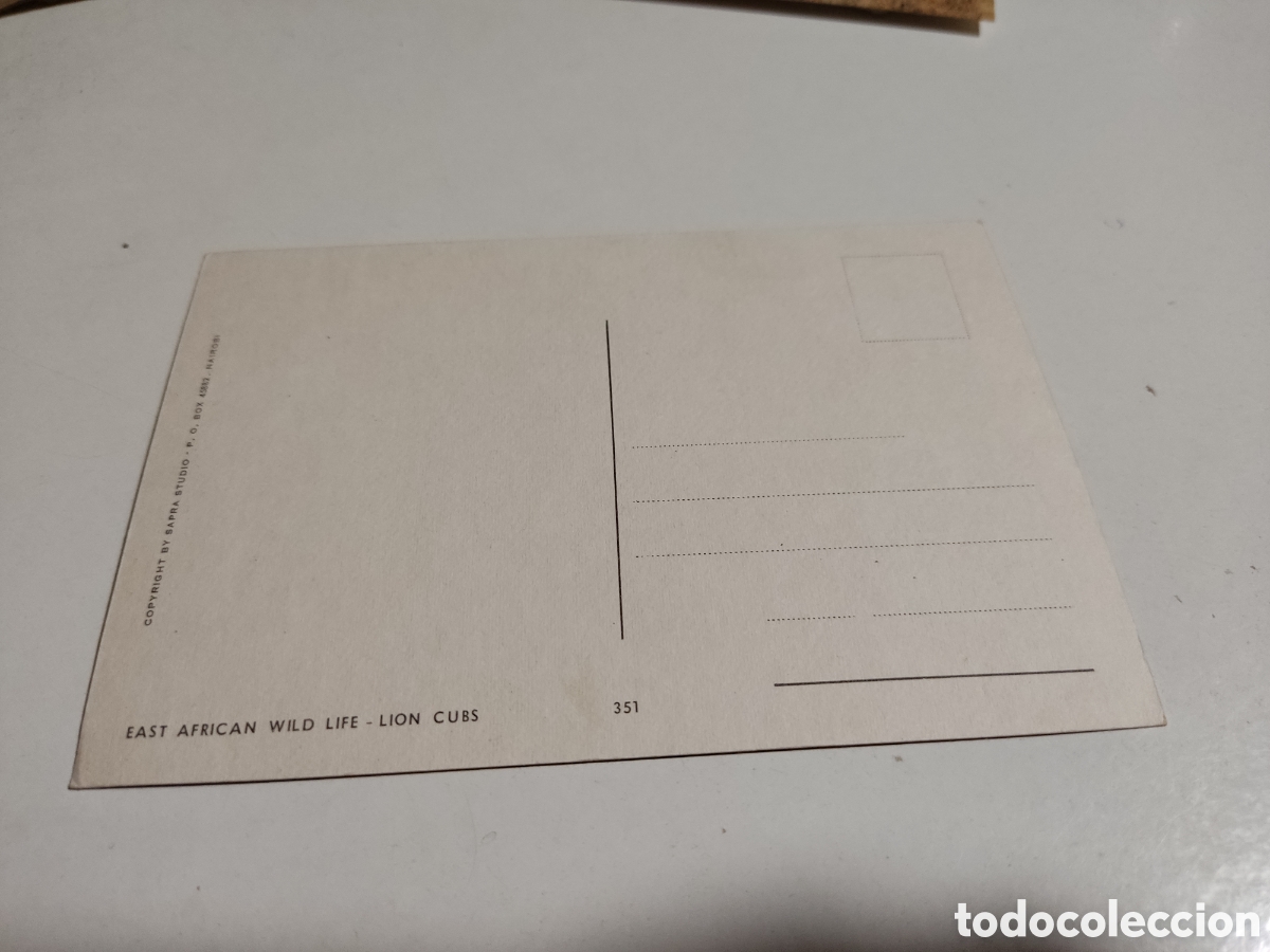 Postales: Postal &Aacute;frica leones - Foto 2