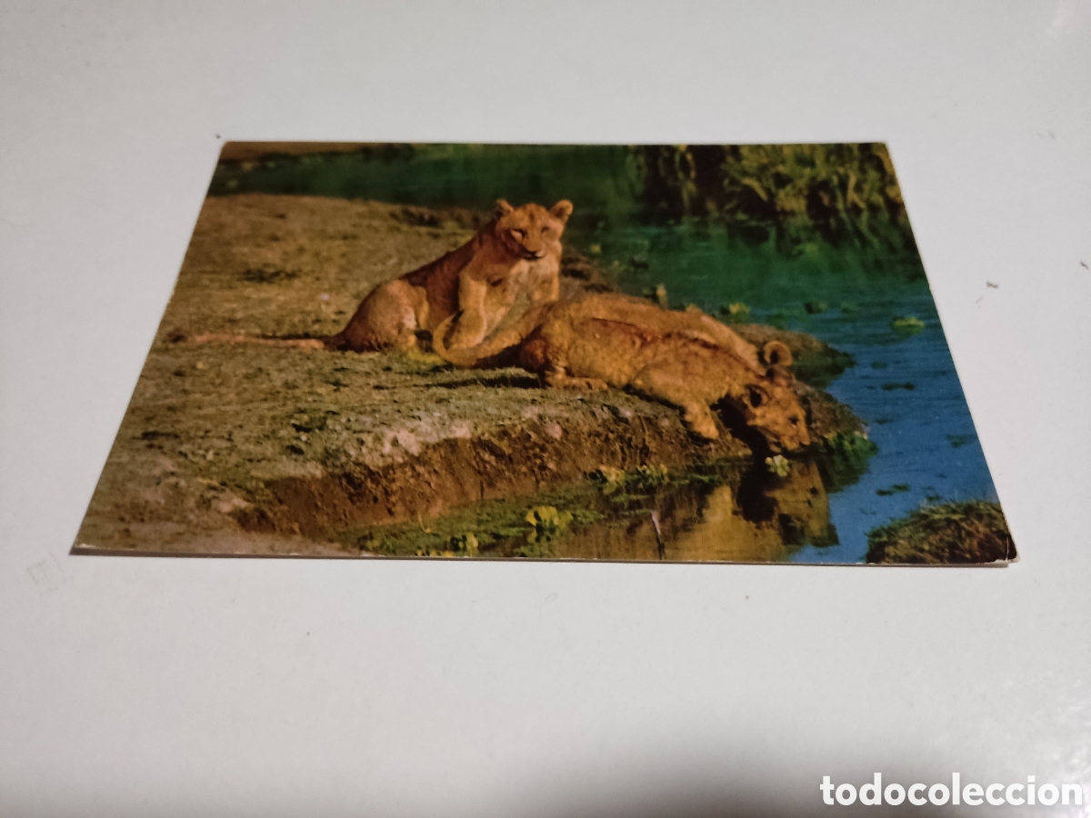 Postales: Postal &Aacute;frica leones - Foto 1