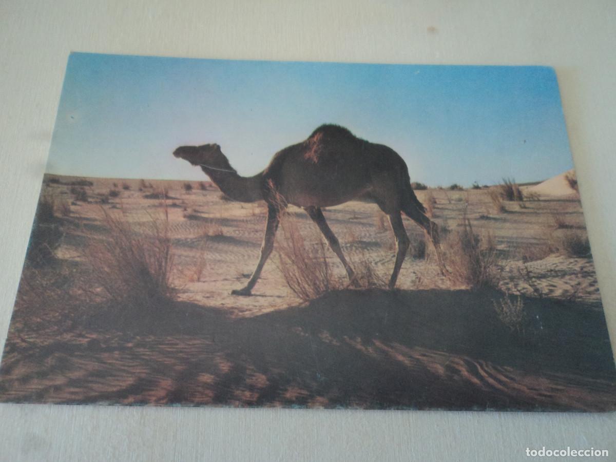 Postales: Algerie, vue de ud, ed. jefal - Foto 1