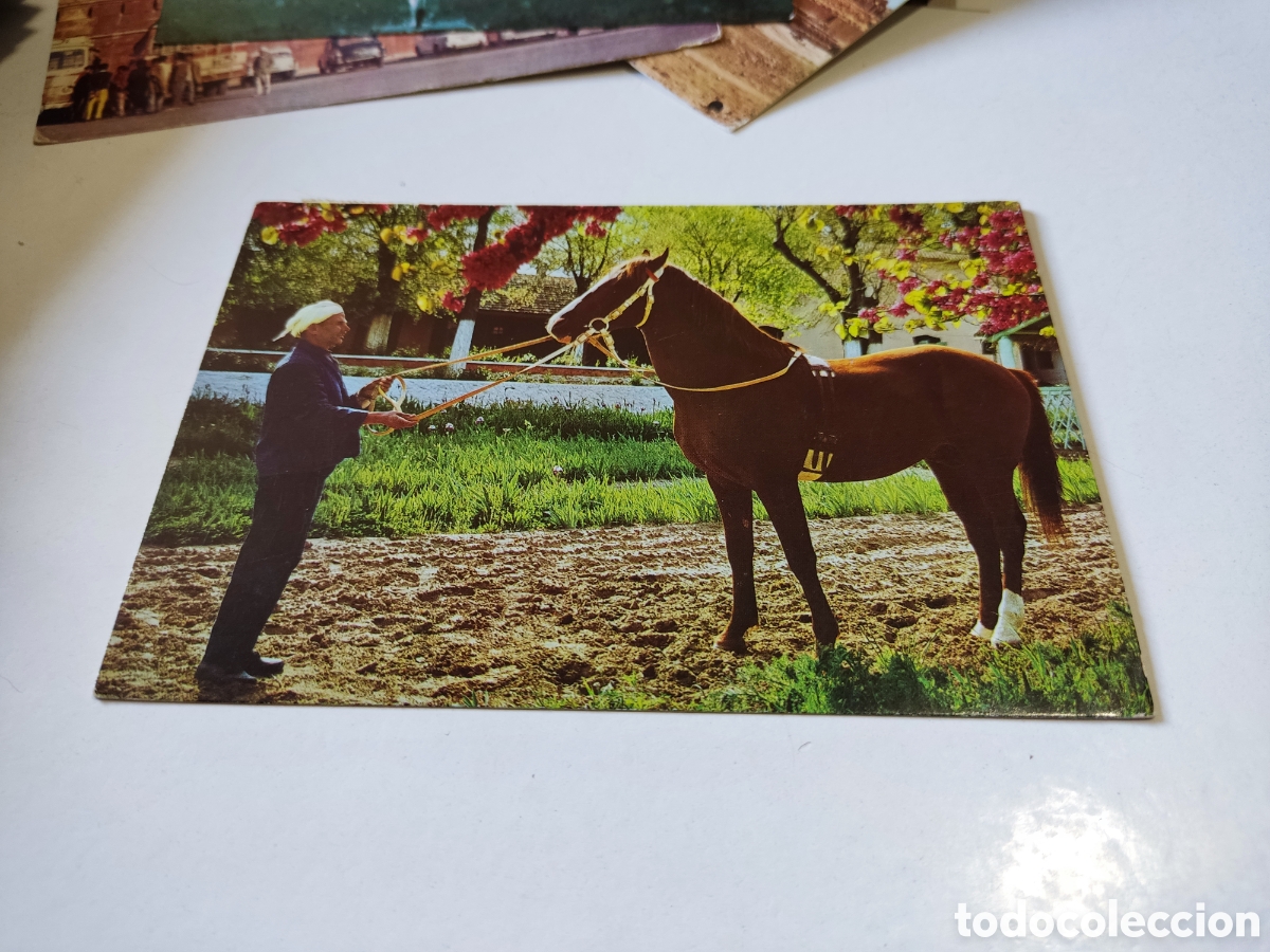 Postales: Postal Argelia caballo - Foto 1
