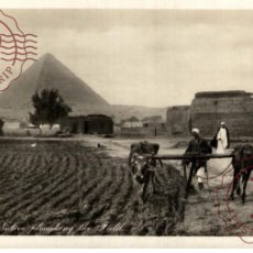 Postales: EGIPTO EGYPTE. NATIVE PLOUGHING THE FIELD, PYRAMIDS