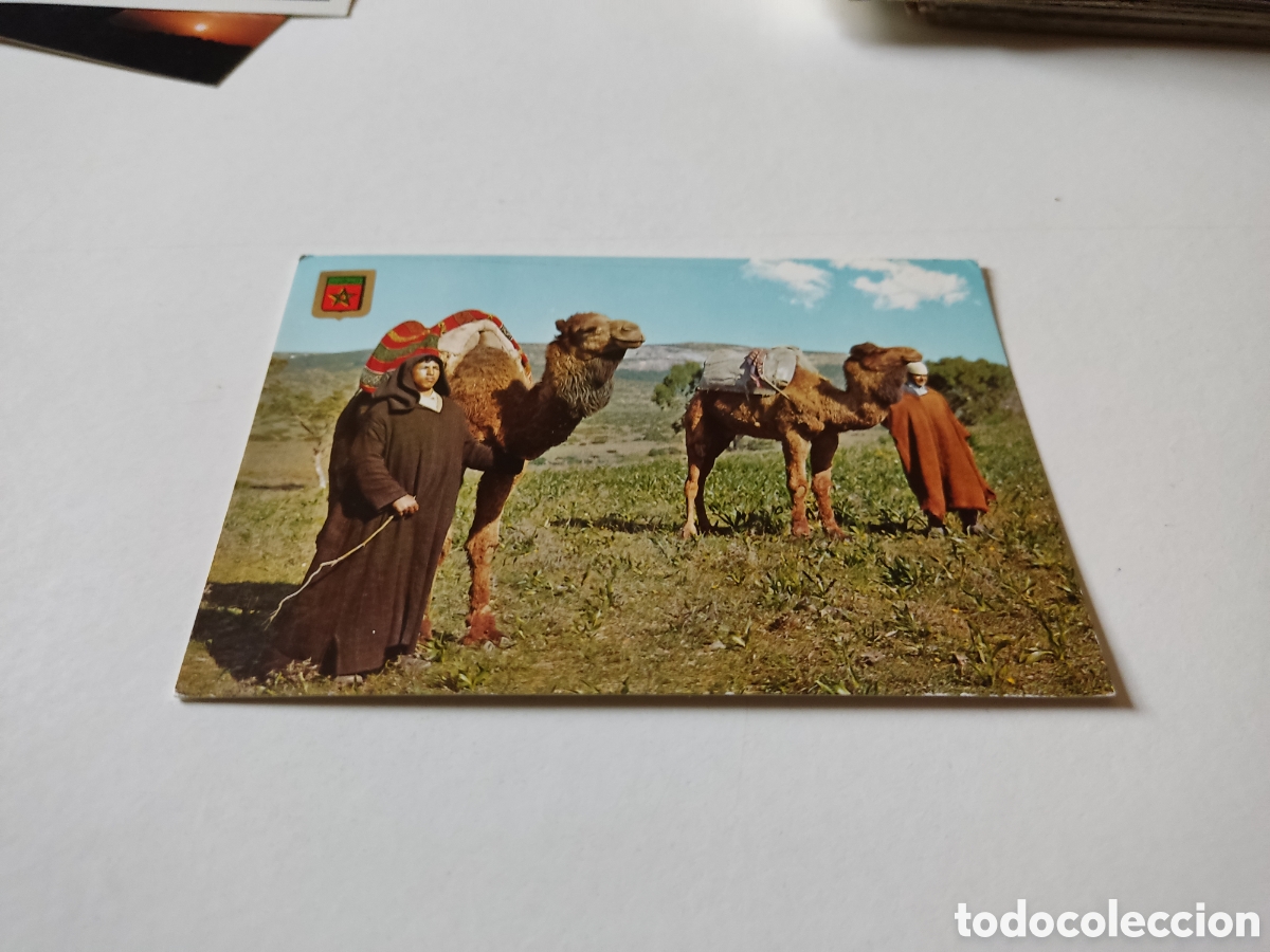 Postales: Postal T&aacute;nger camellos - Foto 1