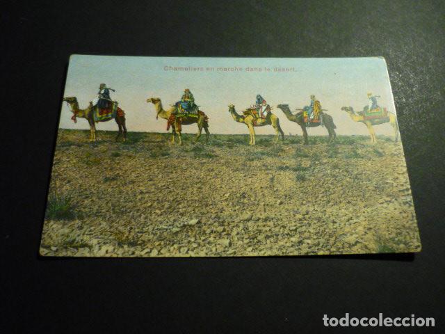 Postales: CAMELLOS EN EL DESIERTO POSTAL - Foto 1