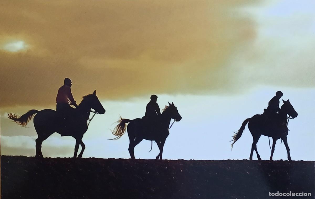 Postales: Egipto. Caballos en Giza. - Foto 1