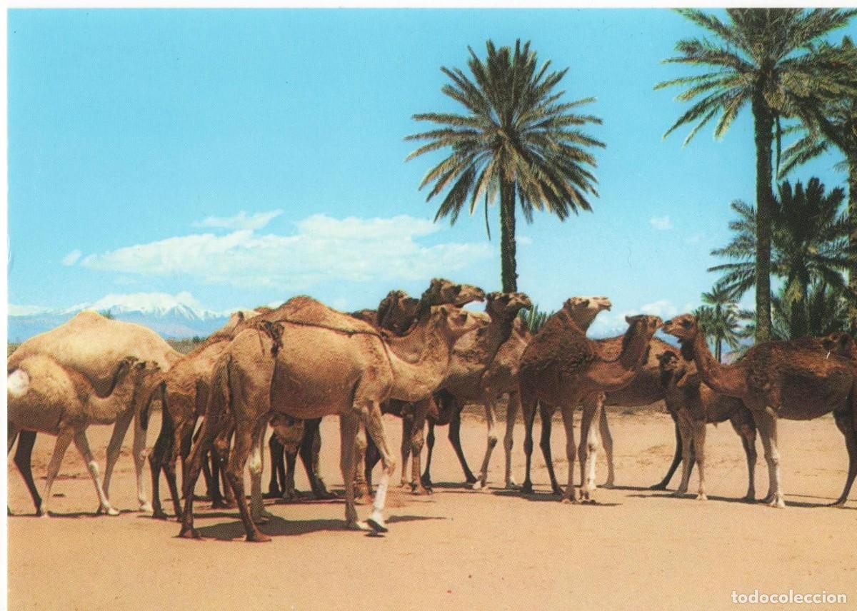 Postales: Marruecos t&iacute;pico-Marruecos-sin circular- - Foto 1