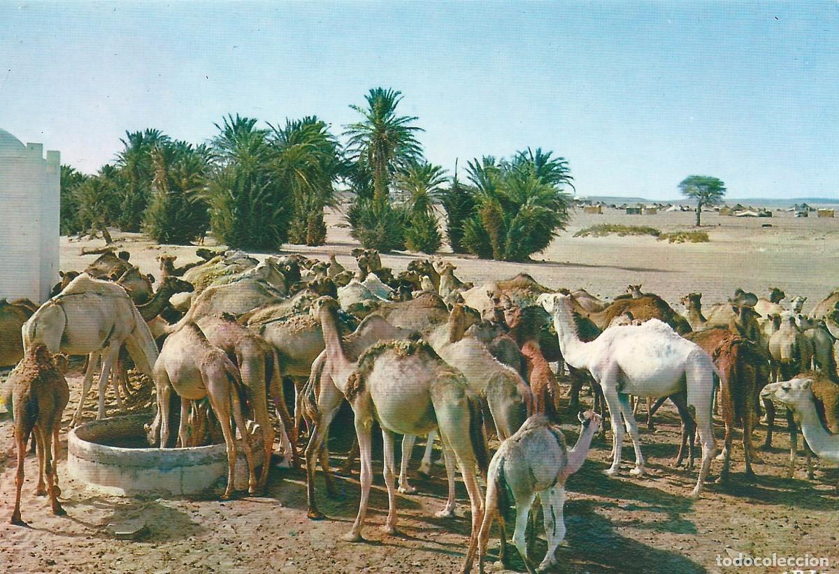 Postales: SAHARA ESPA&Ntilde;OL LLEGADA AL POZO - Foto 1