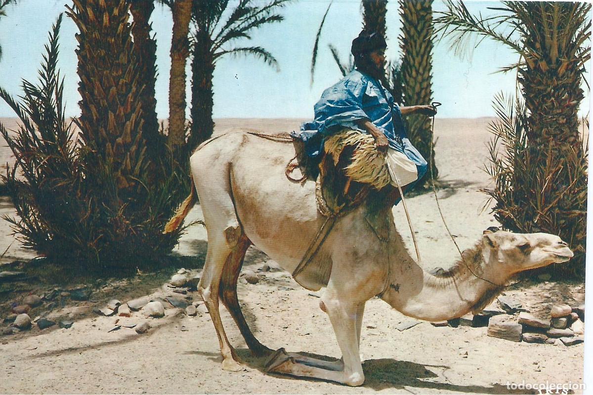 Postales: SAHARA ESPA&Ntilde;OL CAMELLO BARRACANDO - Foto 1