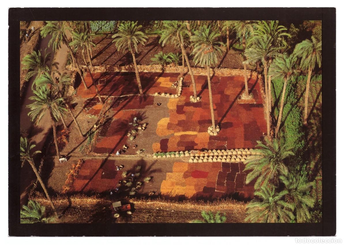 Postales: EGIPTO // VALLE DEL NILO // PALMAR AL SUR DE EL CAIRO // SECADO DE D&Aacute;TILES - Foto 1
