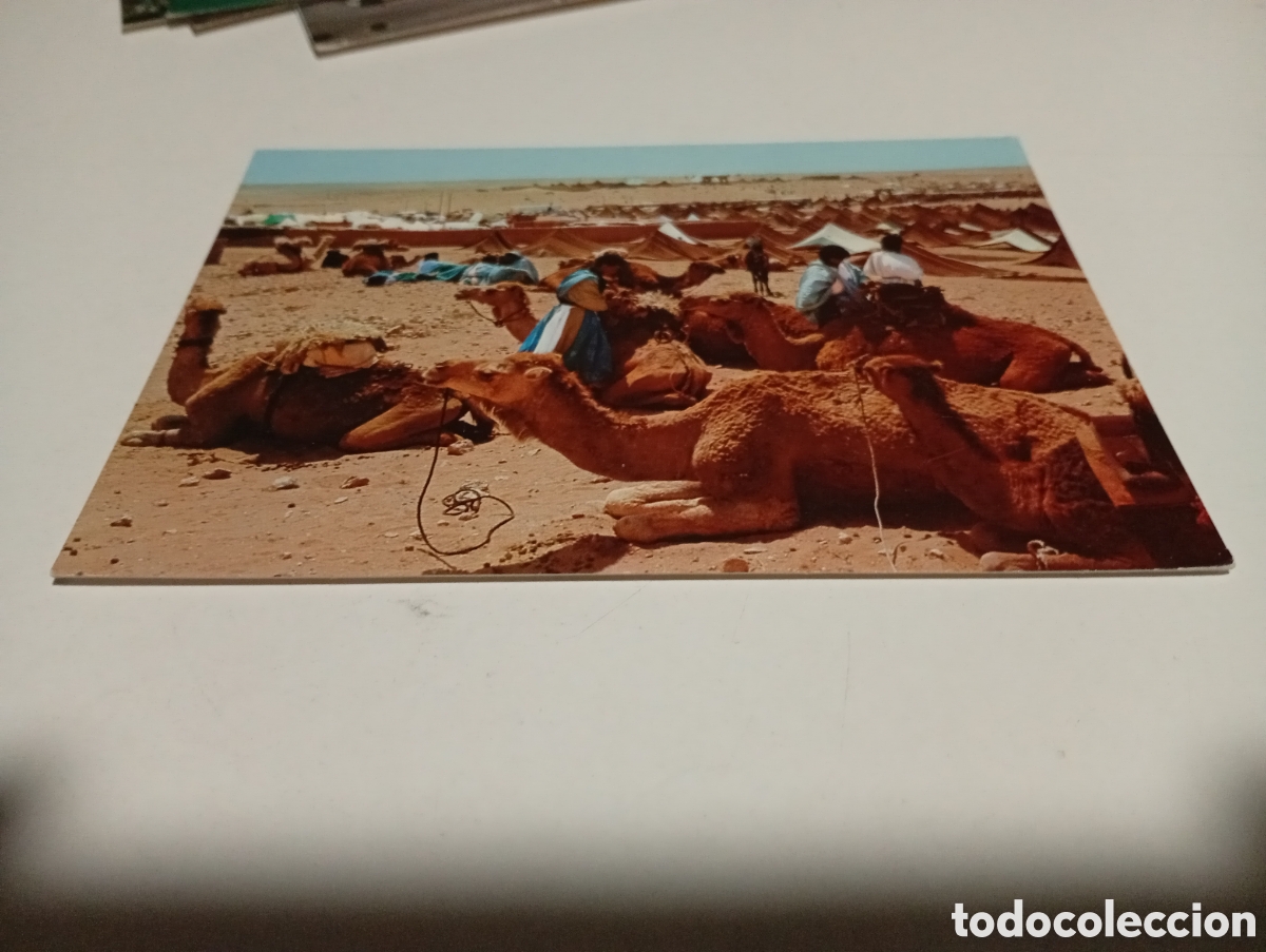 Postales: Postal Marruecos camellos - Foto 1