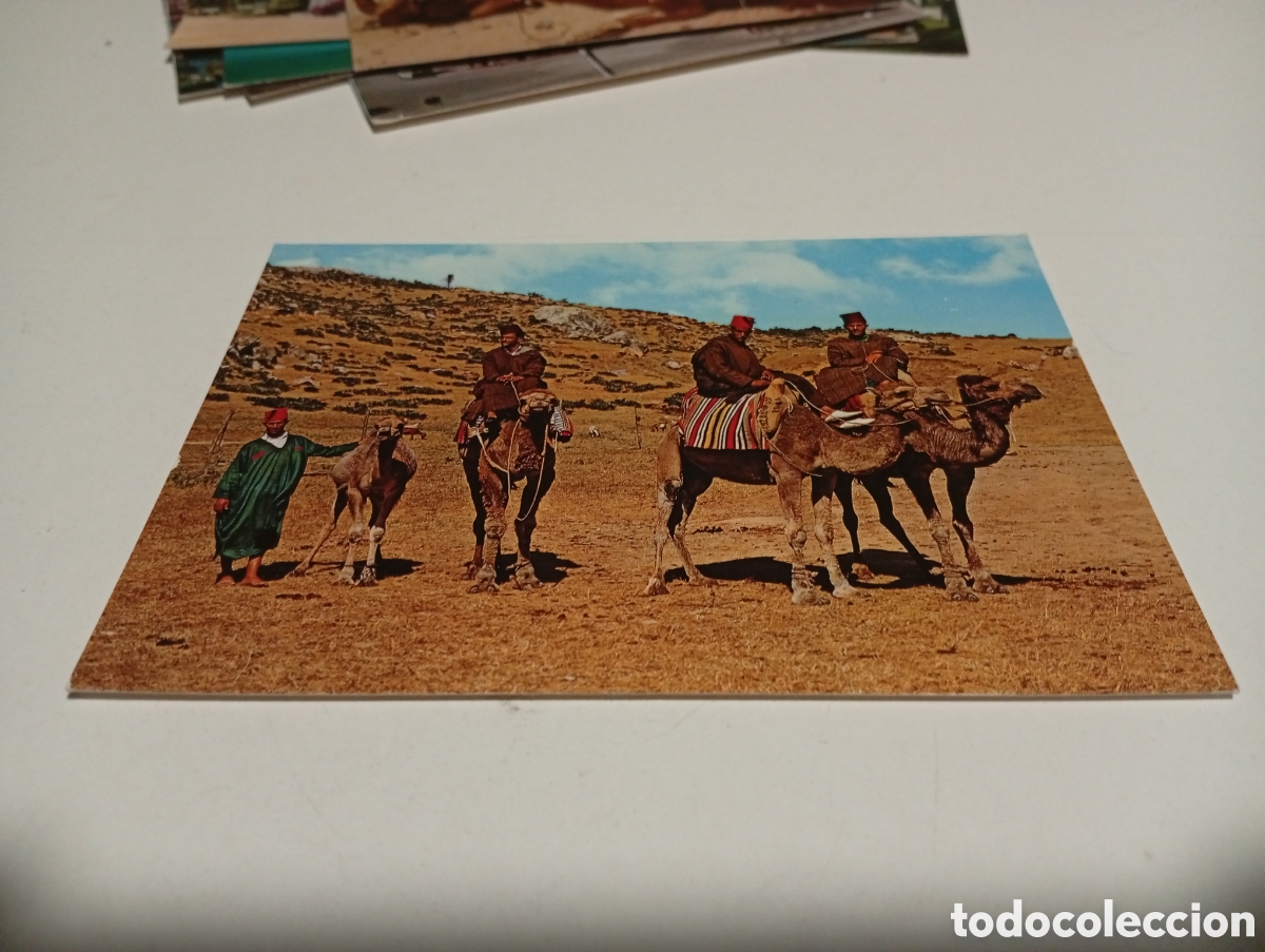 Postales: Postal Marruecos camelleros - Foto 1