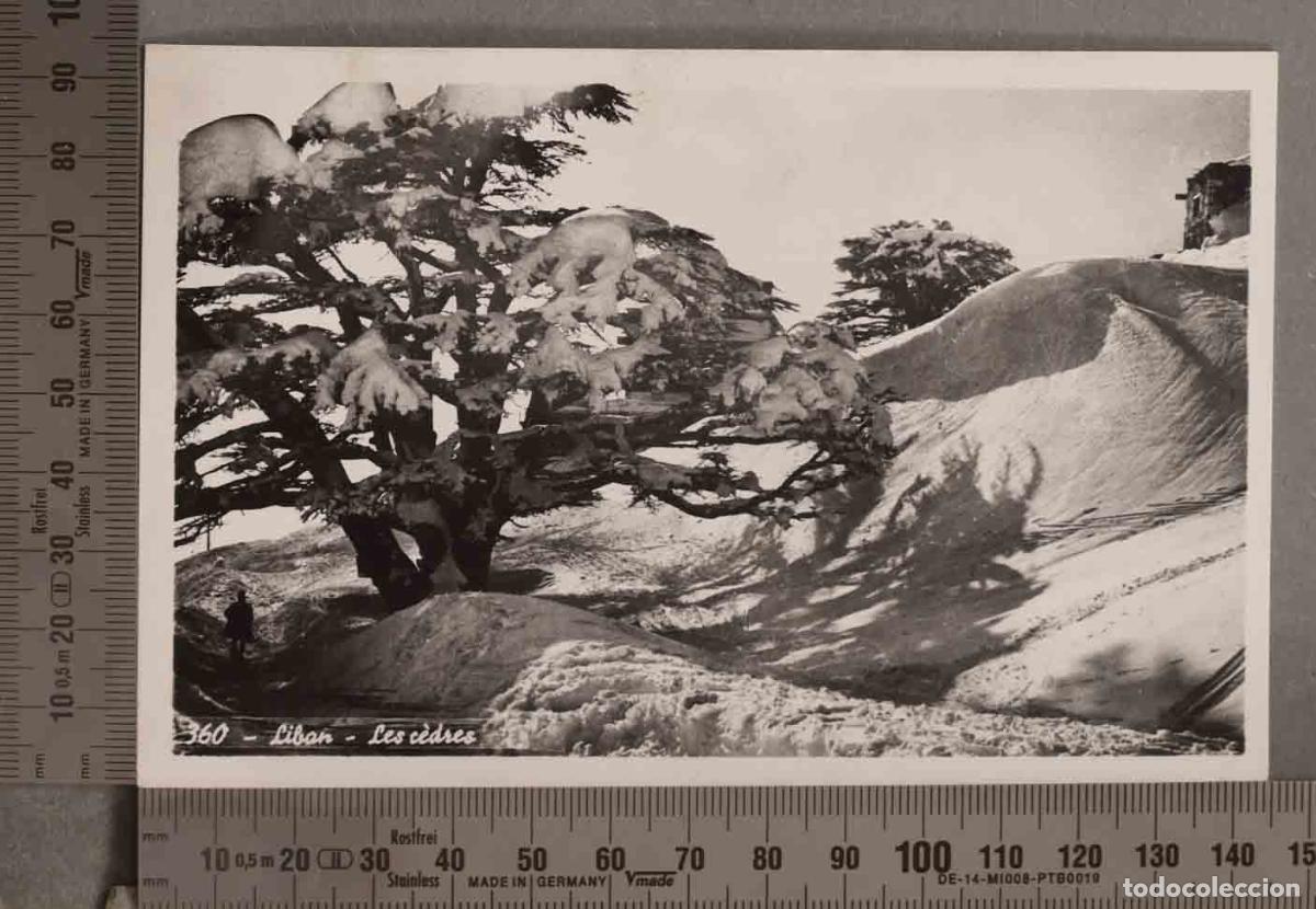 Postales: POSTAL. LEBANON THE CEDARS - Foto 1