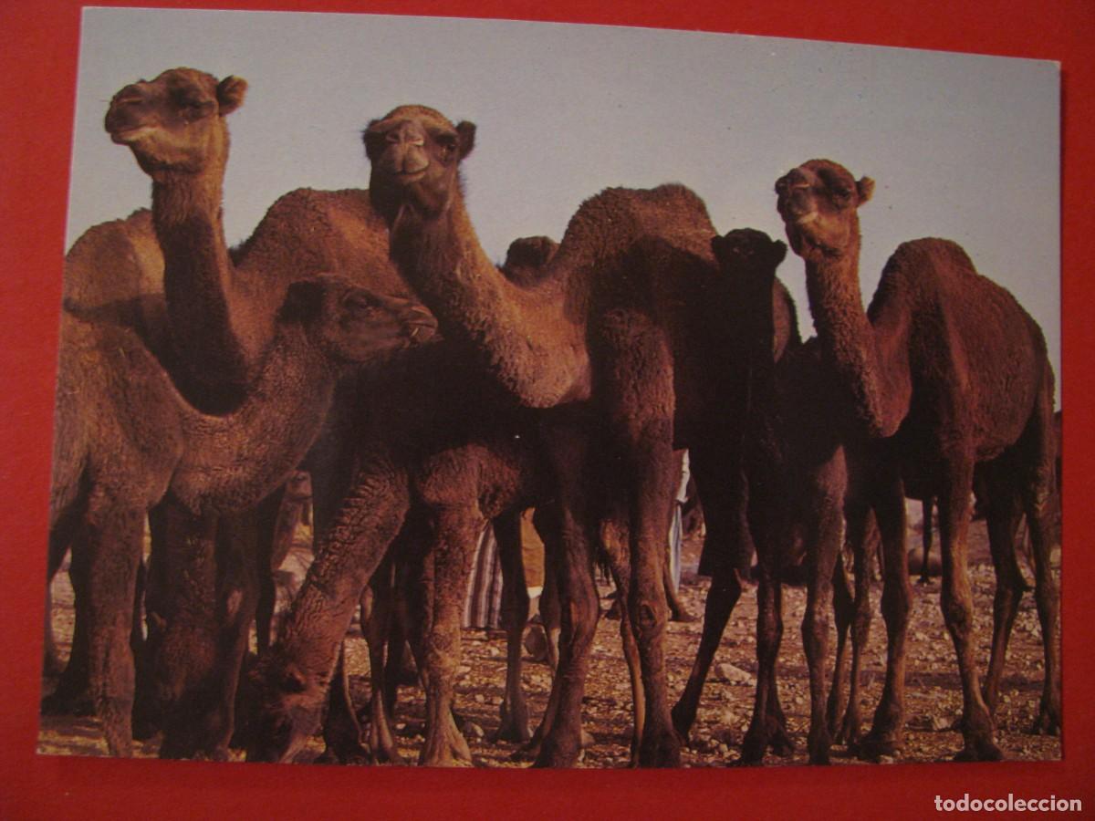 Postales: POSTAL DE MARRUECOS. CAMELLOS. - Foto 1