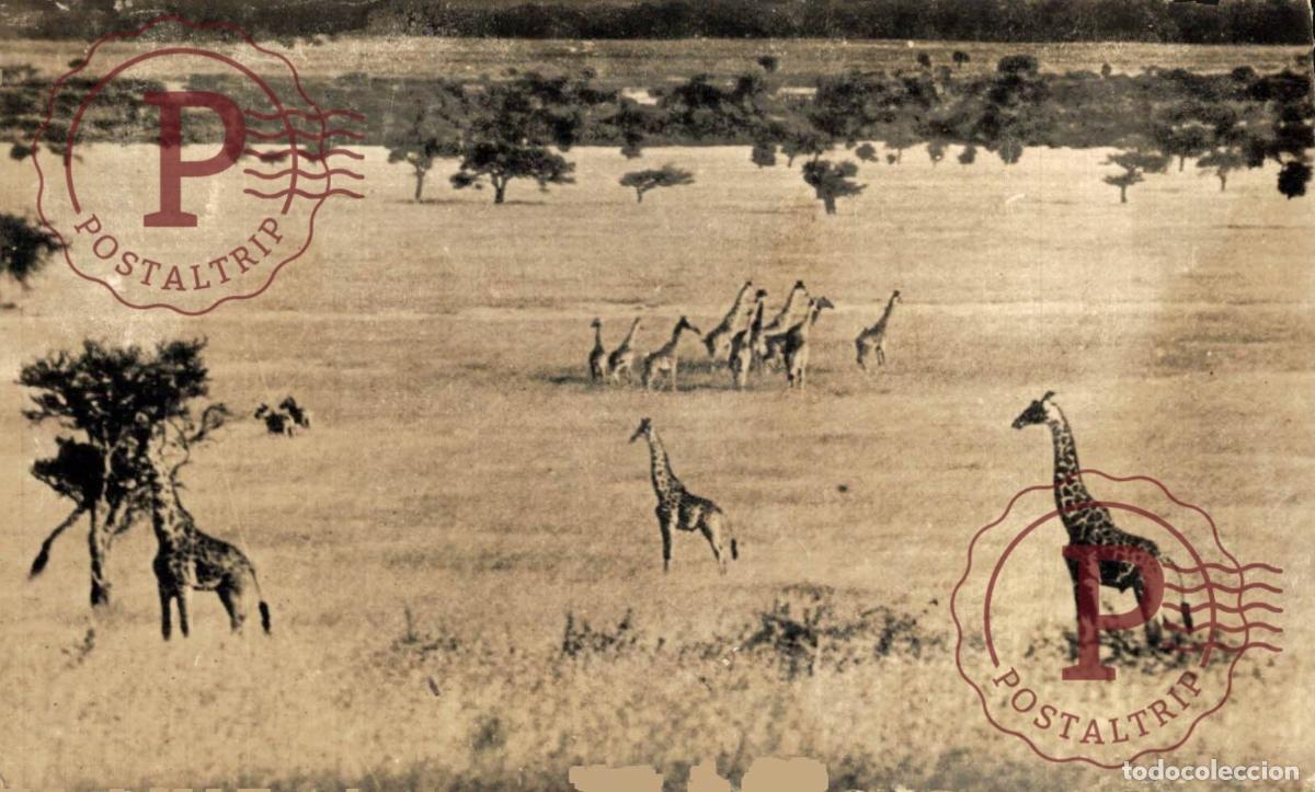 Postales: CONGO. TROUPEAU GIRAFES. - Foto 1