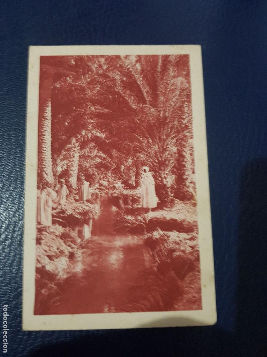 Postales: ALGERIA-TOLGA-ARROLLOS EN LAS PALMERAS