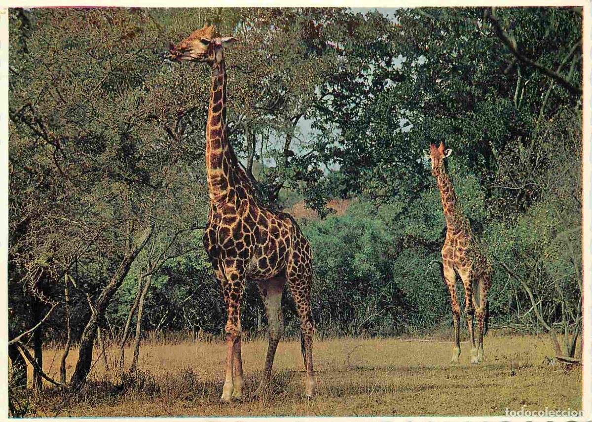 Cartes Postales: Carte Postale - Afrique du Sud - Kruger national park - Tree top grazing - giraffe in the kruger nat