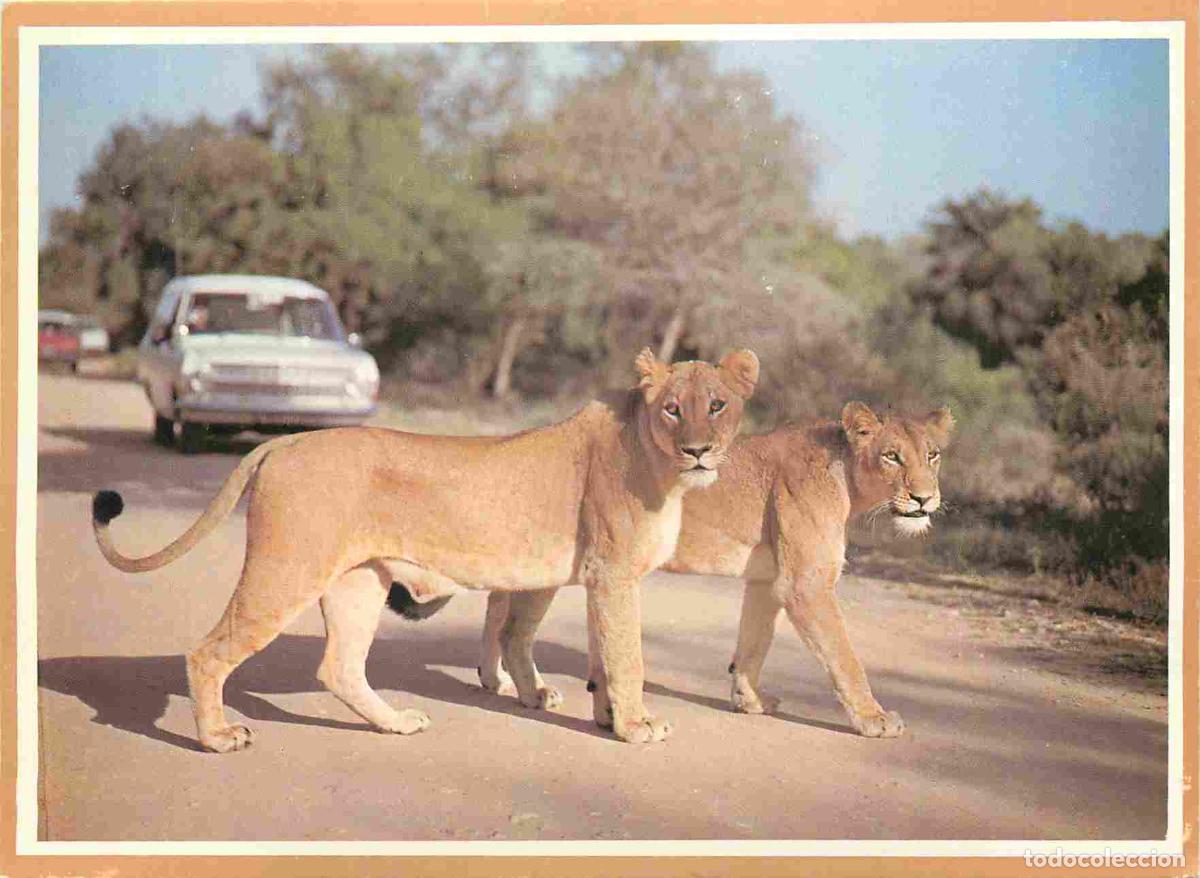 Cartes Postales: Carte Postale - Afrique du Sud - Kruger national park - Lionesses - Lions - Automobiles - Transvaal
