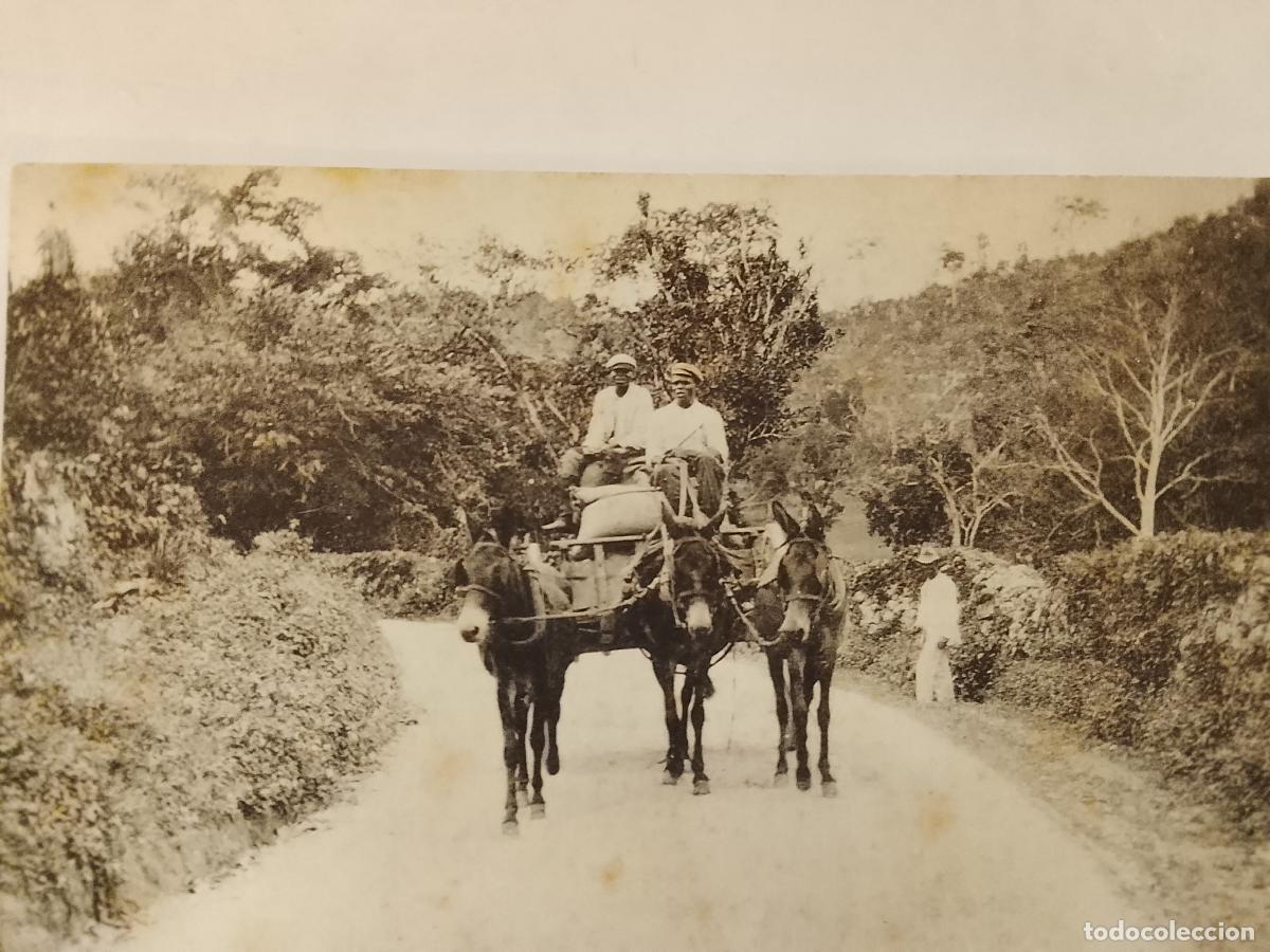 Postales: JAMAICA - A LOAD OF COFFE , ST ANN - CAFE - POSTAL ANTIGUA -(115.624)