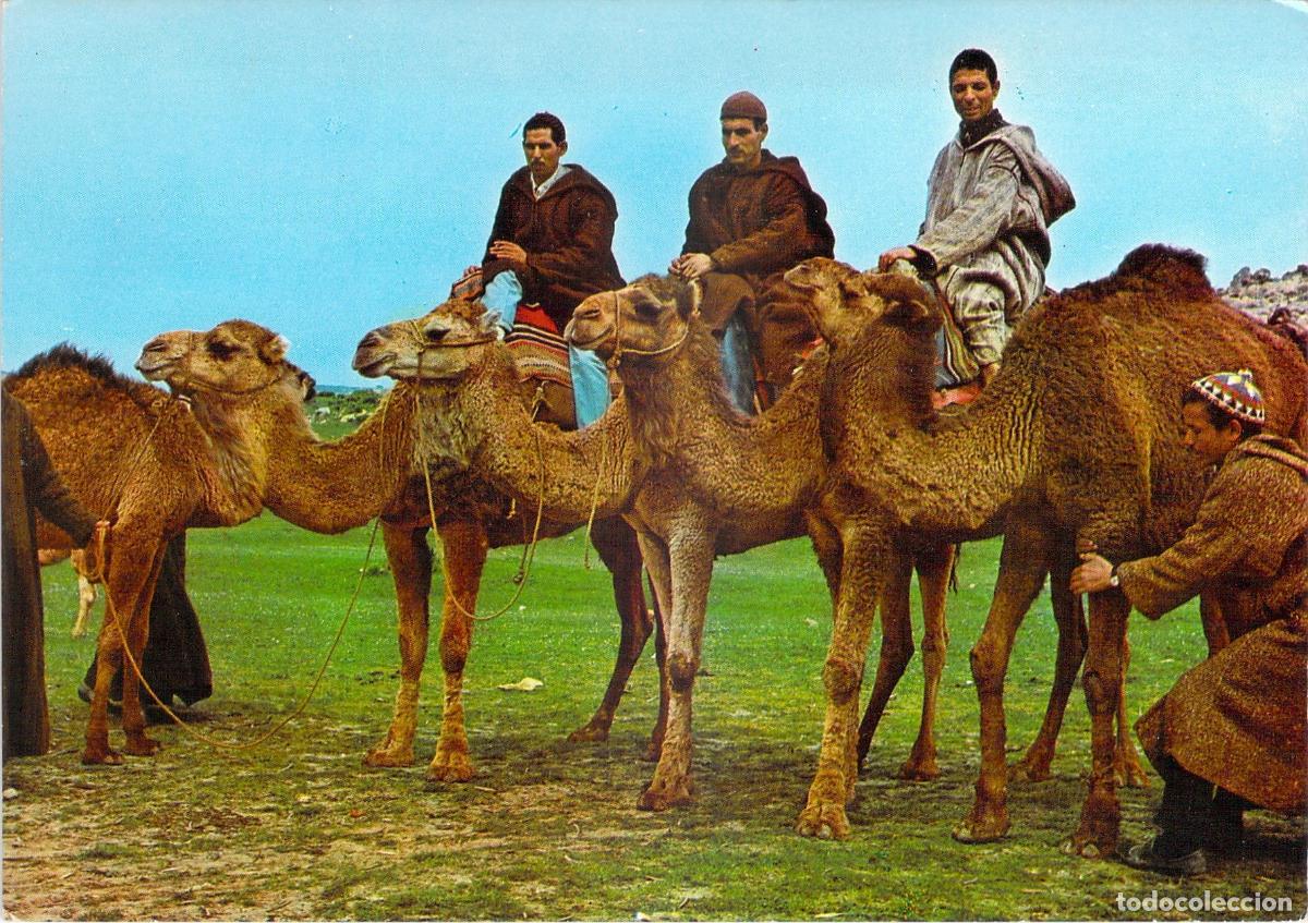 Postales: Postal de Marruecos T&iacute;pico con Hombres y Dromedarios