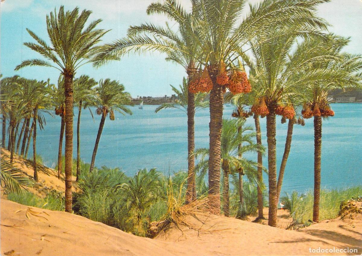 Postales: Postal de Asu&aacute;n, Vista del R&iacute;o Nilo y Palmeras en Egipto