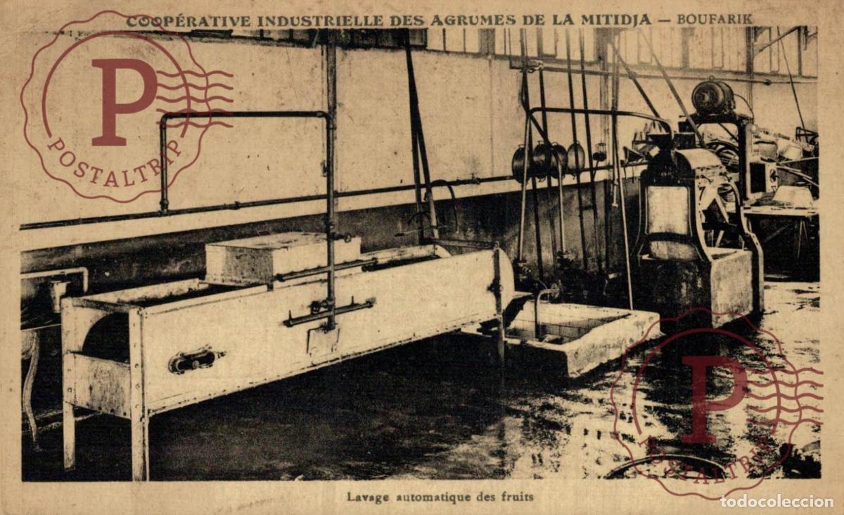 Postales: ARGELIA. ALGERIE. Boufarik - Coop&eacute;rative des Agrumes de la Mitidja. Lavage automatique des fruits