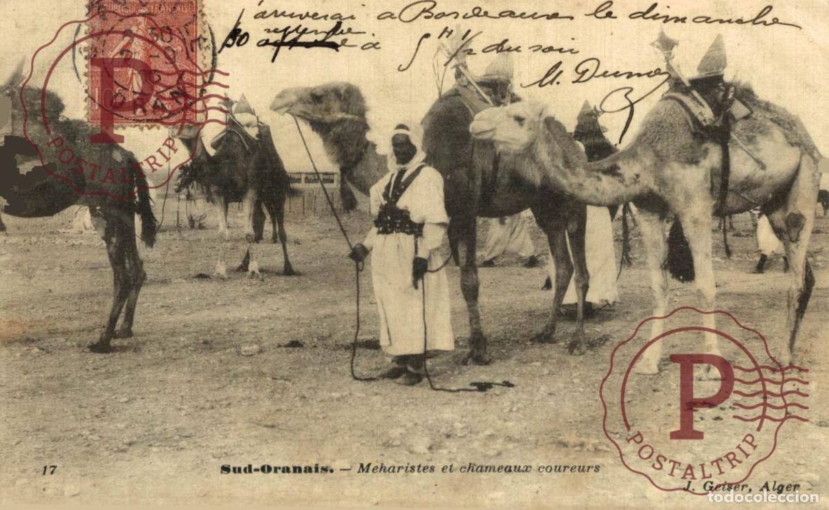 Postkarten: ARGELIA. ALGERIE. Sud-Oranais, Geiser, Meharistes et chameaux coureurs