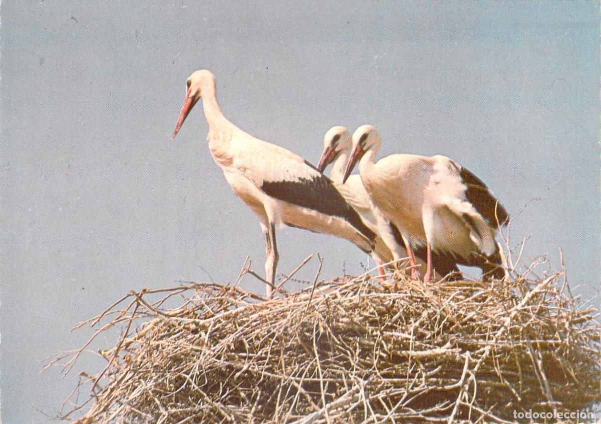 Postales: Postal de Cig&uuml;e&ntilde;as en su Nido en Marrakech, Marruecos