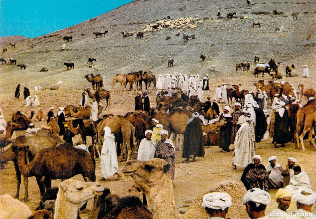 Postales: Postal de Mercado de Camellos en el Sur de Marruecos