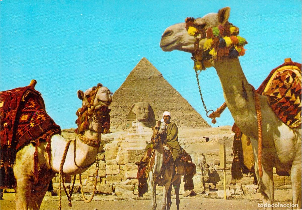 Postales: Postal de Egipto: Camellos frente a la Esfinge y Pir&aacute;mide de Kefr&eacute;n