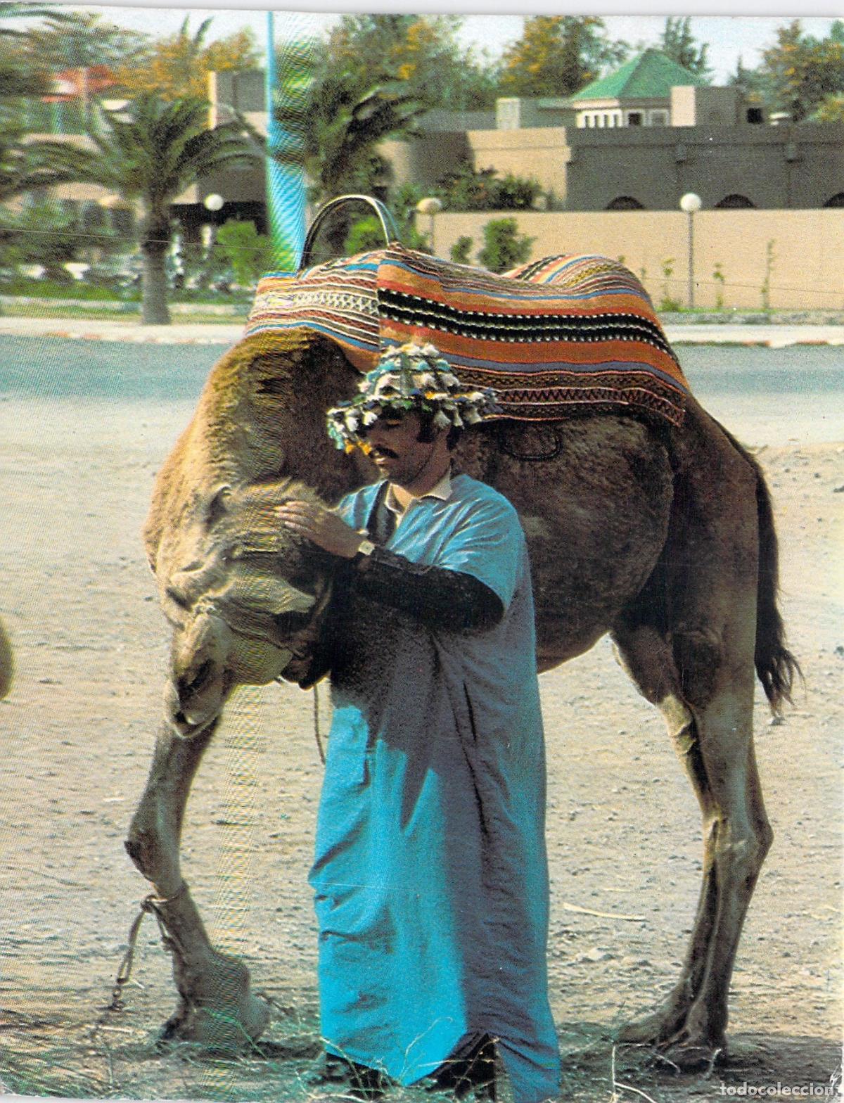 Postales: Postal de Marruecos: Camellero con Dromedario en Marrakech