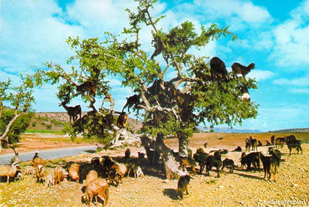 Postales: Postal Escena T&iacute;pica de Marruecos - Cabras en el &Aacute;rbol de Arg&aacute;n