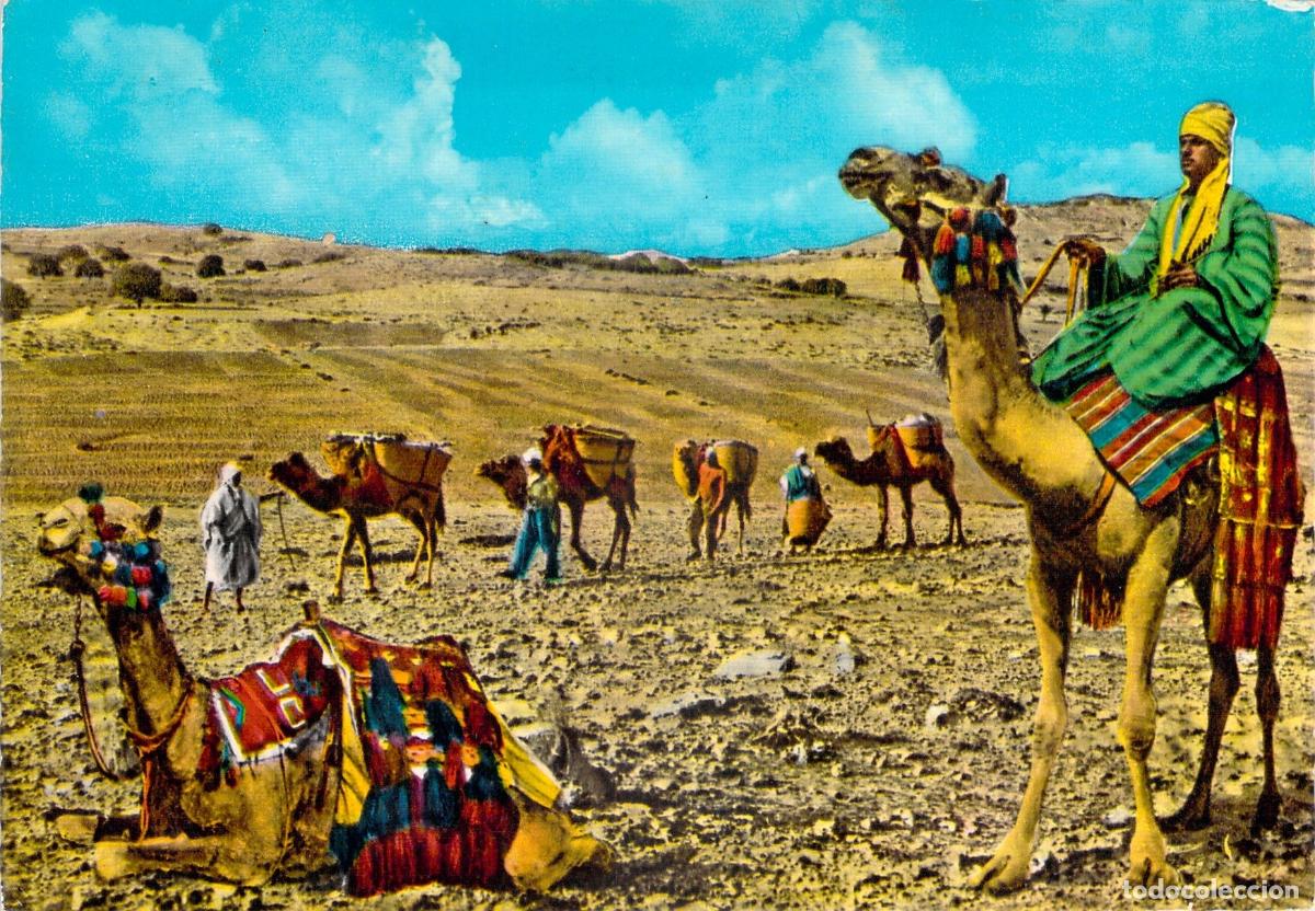 Postales: Postal de Caravana de Camellos en el Desierto de Egipto