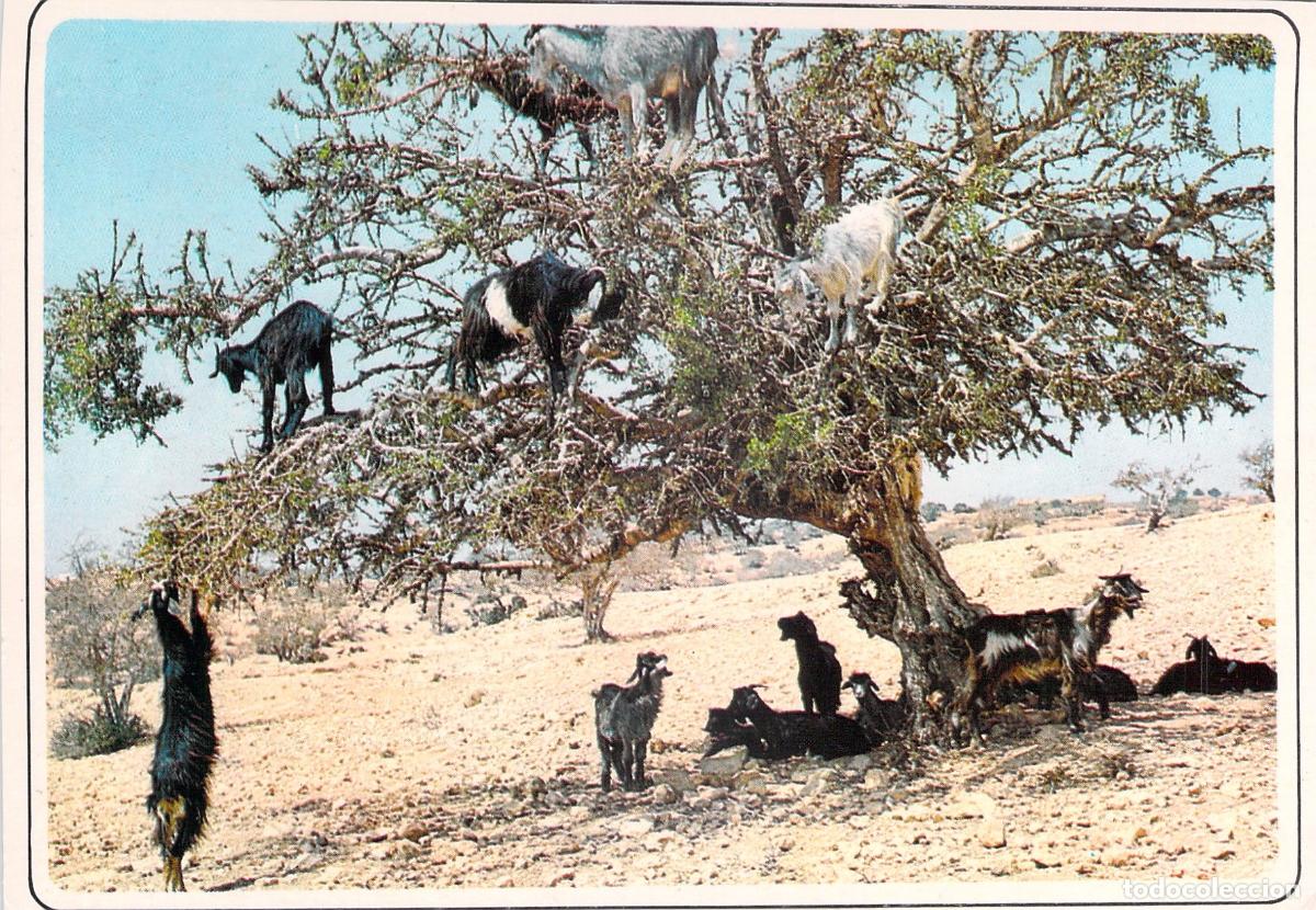 Postales: Postal de Marruecos: Cabras en el &Aacute;rbol de Arg&aacute;n