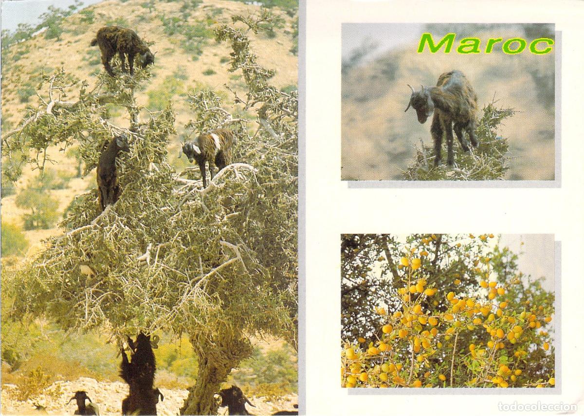 Postales: Postal de Marruecos: Cabras en &Aacute;rboles de Arg&aacute;n
