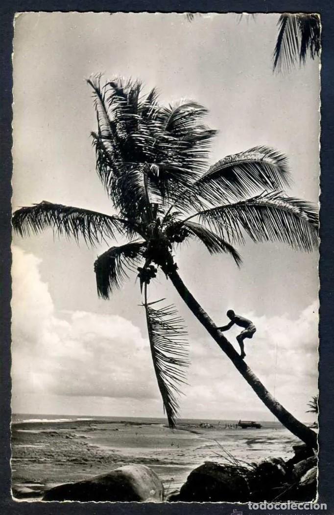 Cartes Postales: Africa Occidental Francesa. *Cueillette des Noix de Coco* Escrita.