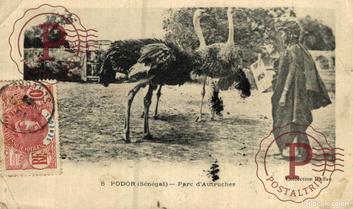 Postais: SENEGAL. PODOR PARC D AUTRUCHES