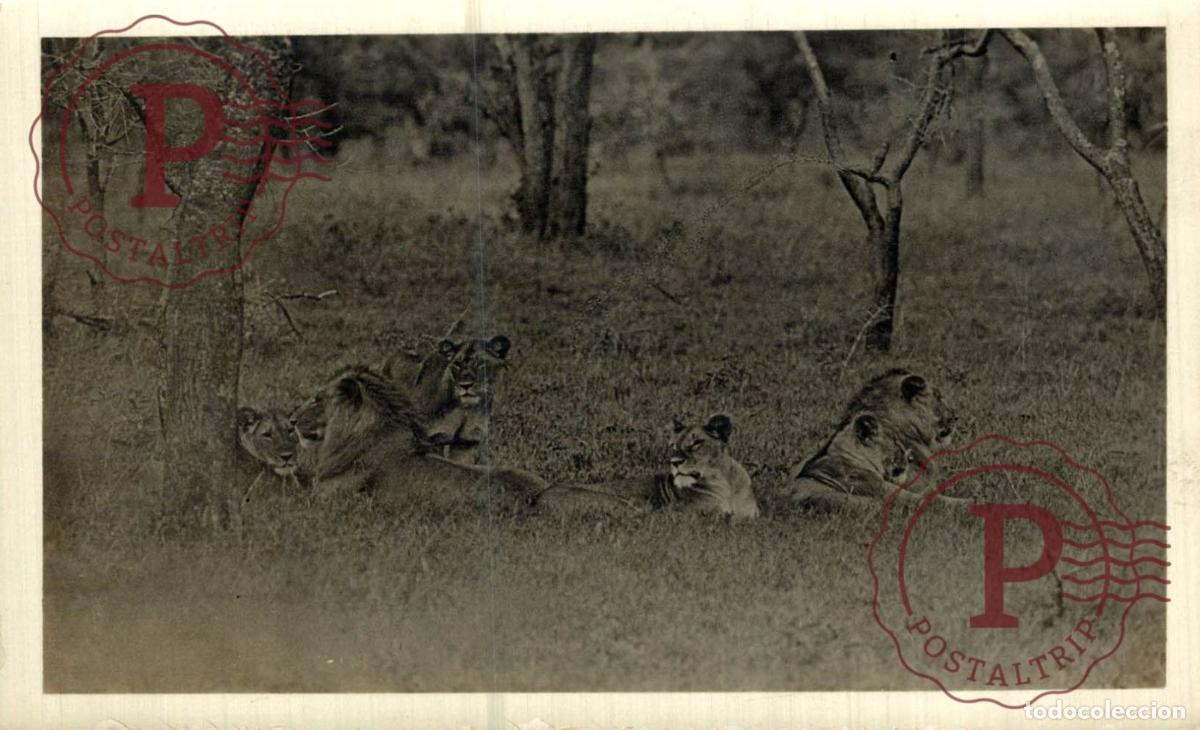 Postales: KENIA. LEONES. LIONS. RPPC. FOTOGRAFICA.