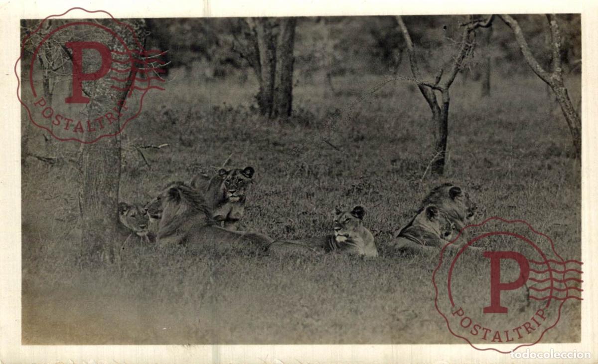 Postales: KENIA. LEONES. LIONS. RPPC. FOTOGRAFICA.