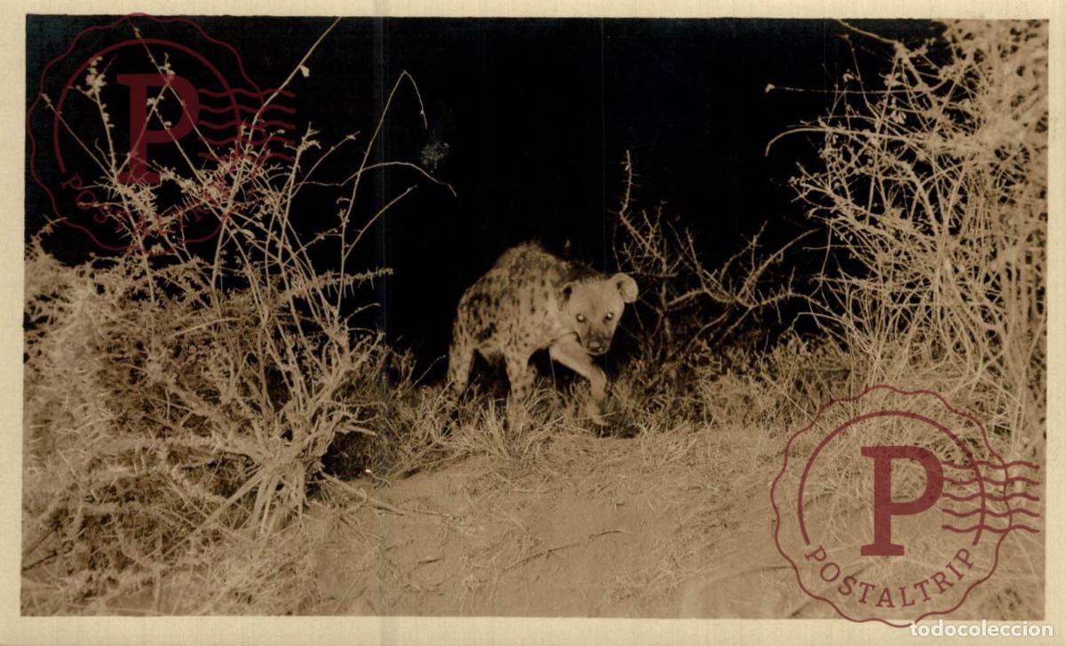 Postales: KENIA. HIENA. HYENA. HY&Egrave;NE. RPPC. FOTOGRAFICA.