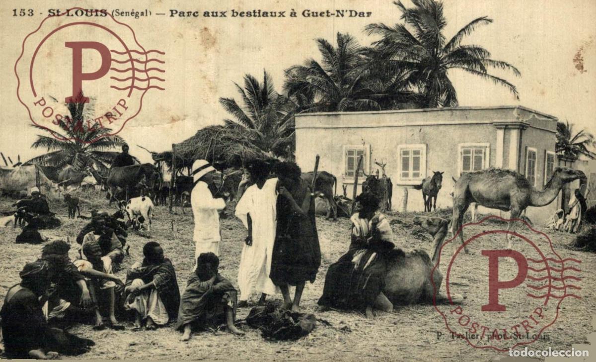 Postales: SENEGAL. SAINT LOUIS PARC AUX BESTIAUX A GUET NDAR