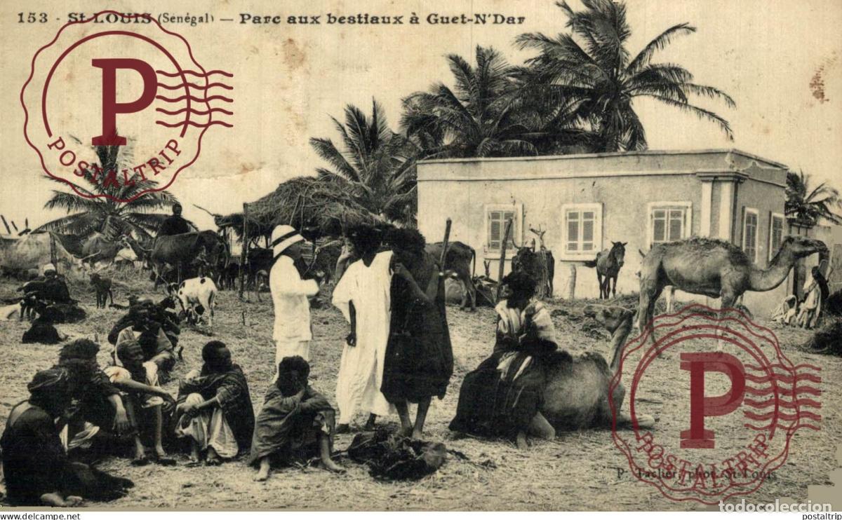 Postales: SENEGAL. SAINT LOUIS PARC AUX BESTIAUX A GUET NDAR