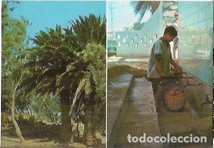 Postales: POSTAL A COLOR OASIS