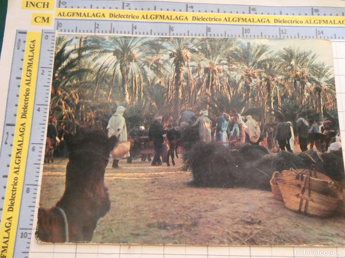 Postales: POSTAL DE T&Uacute;NEZ. NEFTA. MERCADO CAMELLOS. 2256