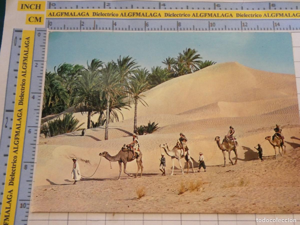 Postales: POSTAL DE T&Uacute;NEZ. CARAVANA DE CAMELLOS EN EL SAHARA DESIERTO. 2260