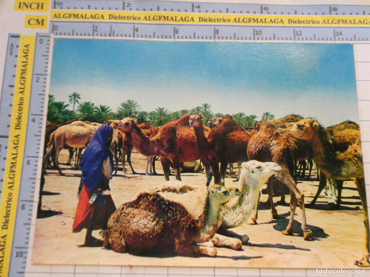 Postales: POSTAL DE T&Uacute;NEZ. MERCADO DE CAMELLOS. 2263