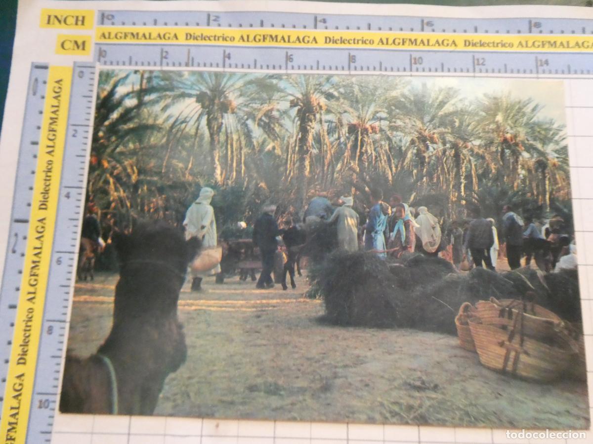Postales: POSTAL DE T&Uacute;NEZ. MERCADO DE CAMELLOS EN NEFTA. 2264